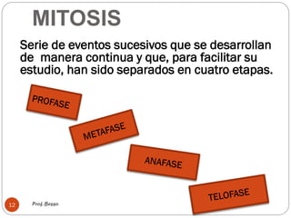MITOSIS
Prof. Besso
12
Serie de eventos sucesivos que se desarrollan
de manera continua y que, para facilitar su
estudio, han sido separados en cuatro etapas.
 