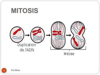 MITOSIS
Prof. Besso
13
 