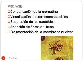 Prof. Besso
14
PROFASE
Condensación de la cromatina
Visualización de cromosomas dobles
Separación de los centríolos
Aparición de fibras del huso
Fragmentación de la membrana nuclear
 
