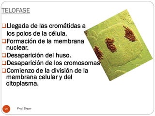 Prof. Besso
20
TELOFASE
Llegada de las cromátidas a
los polos de la célula.
Formación de la membrana
nuclear.
Desaparición del huso.
Desaparición de los cromosomas
Comienzo de la división de la
membrana celular y del
citoplasma.
 