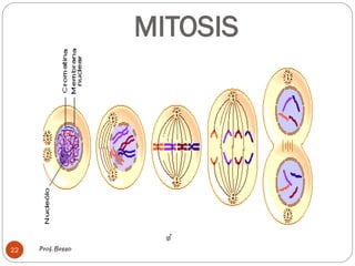 MITOSIS
Prof. Besso
22
 