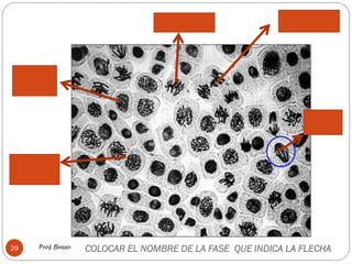 Prof. Besso
29 COLOCAR EL NOMBRE DE LA FASE QUE INDICA LA FLECHA
 