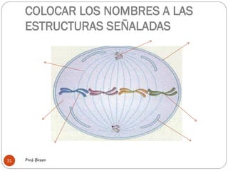 COLOCAR LOS NOMBRES A LAS
ESTRUCTURAS SEÑALADAS
Prof. Besso
31
 