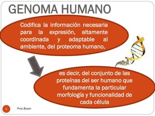GENOMA HUMANO
Prof. Besso
5
Codifica la información necesaria
para la expresión, altamente
coordinada y adaptable al
ambiente, del proteoma humano,
es decir, del conjunto de las
proteínas del ser humano que
fundamenta la particular
morfología y funcionalidad de
cada célula
 