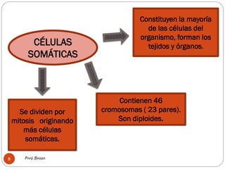Prof. Besso
8
CÉLULAS
SOMÁTICAS
Contienen 46
cromosomas ( 23 pares).
Son diploides.
Constituyen la mayoría
de las células del
organismo, forman los
tejidos y órganos.
Se dividen por
mitosis originando
más células
somáticas.
 