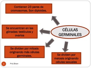 Prof. Besso
9
CÉLULAS
GERMINALES
Contienen 23 pares de
cromosomas. Son diploides.
Se encuentran en las
gónadas: testículos y
ovarios
Se dividen por mitosis
originando más células
germinales. Se dividen por
meiosis originando
células sexuales
 