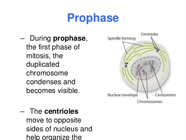 Mitosis