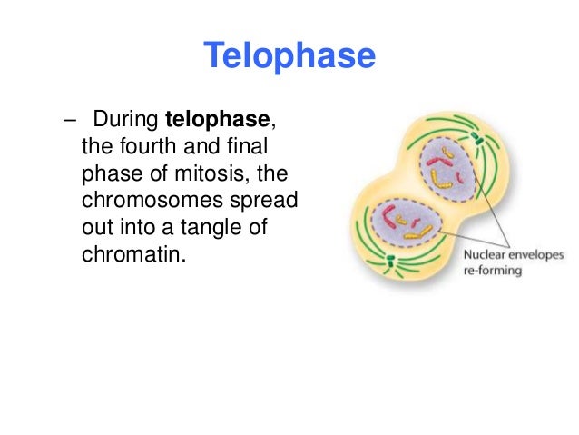 mitosis flip book telophase mitosis flip book telophase