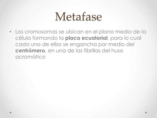 Metafase
• Los cromosomas se ubican en el plano medio de la
célula formando la placa ecuatorial, para lo cual
cada uno de ellos se engancha por medio del
centrómero, en una de las fibrillas del huso
acromático
 