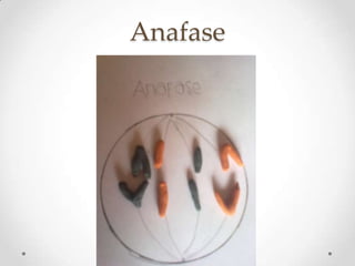 Anafase
 