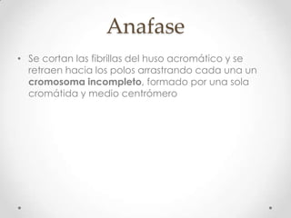 Anafase
• Se cortan las fibrillas del huso acromático y se
retraen hacia los polos arrastrando cada una un
cromosoma incompleto, formado por una sola
cromátida y medio centrómero
 