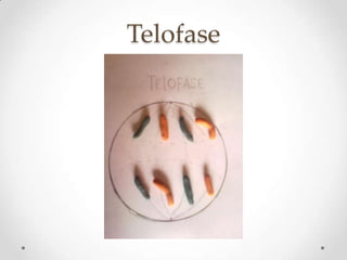 Telofase
 