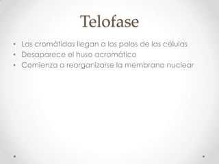Telofase
• Las cromátidas llegan a los polos de las células
• Desaparece el huso acromático
• Comienza a reorganizarse la membrana nuclear
 