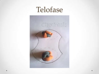 Telofase
 