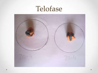 Telofase
 
