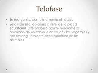 Telofase
• Se reorganiza completamente el núcleo
• Se divide el citoplasma a nivel de la placa
ecuatorial. Este proceso ocurre mediante la
aparición de un tabique en las células vegetales y
por estrangulamiento citoplasmático en las
animales
 