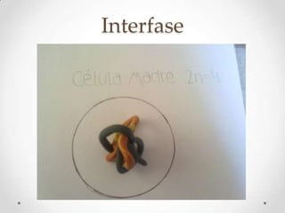 Interfase
 