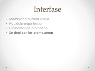 Interfase
• Membrana nuclear visible
• Nucléolo organizado
• Filamentos de cromatina
• Se duplican los cromosomas
 