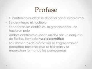 Profase
• El contenido nuclear se dispersa por el citoplasma
• Se desintegra el nucléolo
• Se separan los centríolos, migrando cada uno
hacia un polo
• Ambos centriolos quedan unidos por un conjunto
de fibrillas, llamado huso acromático
• Los filamentos de cromatina se fragmentan en
pequeños bastones que se hidratan y se
ensanchan formando los cromosomas
 