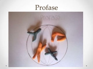 Profase
 