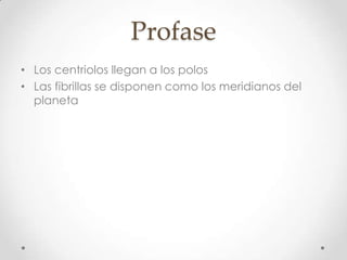 Profase
• Los centriolos llegan a los polos
• Las fibrillas se disponen como los meridianos del
planeta
 