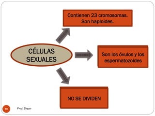 Prof. Besso10
CÉLULAS
SEXUALES
Contienen 23 cromosomas.
Son haploides.
Son los óvulos y los
espermatozoides
NO SE DIVIDEN
Son los óvulos y los
espermatozoides
NO SE DIVIDEN
 
