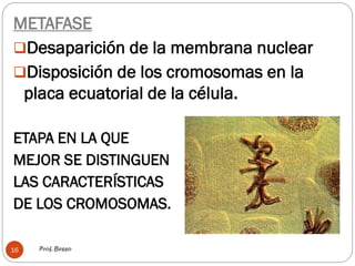 Prof. Besso16
METAFASE
Desaparición de la membrana nuclear
Disposición de los cromosomas en la
placa ecuatorial de la célula.
ETAPA EN LA QUE
MEJOR SE DISTINGUEN
LAS CARACTERÍSTICAS
DE LOS CROMOSOMAS.
 