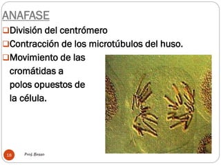 Prof. Besso18
ANAFASE
División del centrómero
Contracción de los microtúbulos del huso.
Movimiento de las
cromátidas a
polos opuestos de
la célula.
 