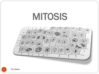 MITOSIS
Prof. Besso2
 