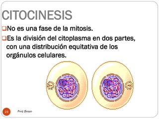 Prof. Besso23
CITOCINESIS
No es una fase de la mitosis.
Es la división del citoplasma en dos partes,
con una distribución equitativa de los
orgánulos celulares.
 