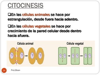 CITOCINESIS
Prof. Besso24
En las células animales se hace por
estrangulación, desde fuera hacia adentro.
En las células vegetales se hace por
crecimiento de la pared celular desde dentro
hacia afuera.
 