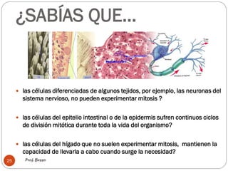 ¿SABÍAS QUE…
Prof. Besso25
 las células diferenciadas de algunos tejidos, por ejemplo, las neuronas del
sistema nervioso, no pueden experimentar mitosis ?
 las células del epitelio intestinal o de la epidermis sufren continuos ciclos
de división mitótica durante toda la vida del organismo?
 las células del hígado que no suelen experimentar mitosis, mantienen la
capacidad de llevarla a cabo cuando surge la necesidad?
 