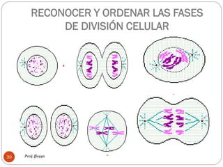RECONOCER Y ORDENAR LAS FASES
DE DIVISIÓN CELULAR
Prof. Besso30
 