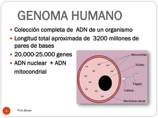 GENOMA HUMANO
 Colección completa de ADN de un organismo
 Longitud total aproximada de 3200 millones de
pares de bases
 20.000-25.000 genes
 ADN nuclear + ADN
mitocondrial
Prof. Besso4
 