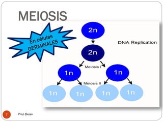 MEIOSIS
Prof. Besso7
 