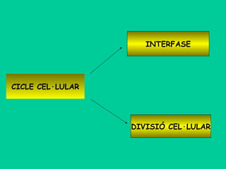 INTERFASE

CICLE CEL·LULAR

DIVISIÓ CEL·LULAR

 
