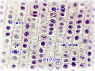 ANAFASE

TELOFASE

METAFASE
PROFASE
INTERFASE

 