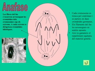 Les fibres del fus
s’escurcen arrossegant les
cromàtides dels
cromosomes cap els
extrems. A cada extrem es
dirigeixen cromàtides
idèntiques.

• Cada cromosoma es
trenca pel centròmer i
es parteix en dues
cromàtides germanes.
• Els filaments del fus
les arrosseguen en
sentits oposats.
• Així es garanteix el
repartiment equitatiu
del material genètic.

 