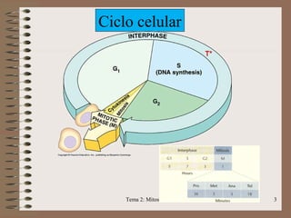 Ciclo celular

Tema 2: Mitosis y meiosis

3

 