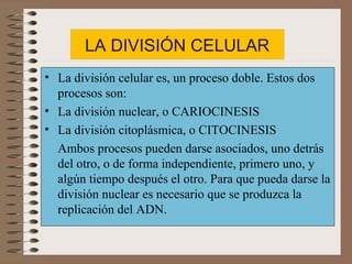 LA DIVISIÓN CELULAR
• La división celular es, un proceso doble. Estos dos
procesos son:
• La división nuclear, o CARIOCINESIS
• La división citoplásmica, o CITOCINESIS
Ambos procesos pueden darse asociados, uno detrás
del otro, o de forma independiente, primero uno, y
algún tiempo después el otro. Para que pueda darse la
división nuclear es necesario que se produzca la
replicación del ADN.

 