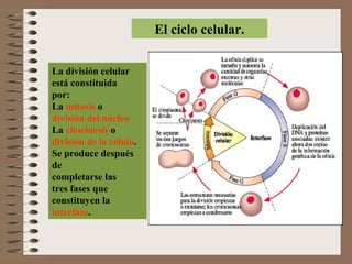 El ciclo celular.
La división celular
está constituida
por:
La mitosis o
división del núcleo
La citocinesis o
división de la célula.
Se produce después
de
completarse las
tres fases que
constituyen la
interfase.

 