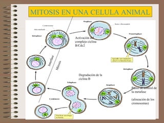 MITOSIS EN UNA CELULA ANIMAL

is
Mit
os

Int e

rfas

e

Activación del
complejo ciclina
B/Cdc2

Degradación de la
ciclina B
Punto de control de
la metafase
(alineación de los
cromosomas)

 