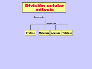 Comprende

Dividida en

Profase

Metafase Anafase

Telofase

 