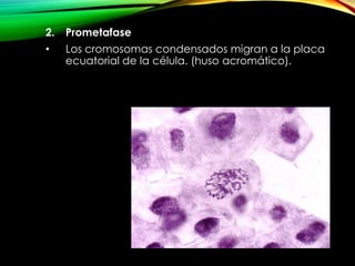 2.

Prometafase

•

Los cromosomas condensados migran a la placa
ecuatorial de la célula. (huso acromático).

 