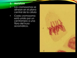 3.

Metafase

•

Los cromosomas se
alinean en el plano
central de la célula

•

Cada cromosoma
está unido por un
centrómero a una
fibra del huso
acromático.

 