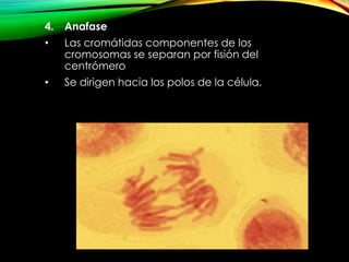 4.

Anafase

•

Las cromátidas componentes de los
cromosomas se separan por fisión del
centrómero

•

Se dirigen hacia los polos de la célula.

 