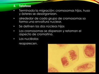5.

Telofase

•

Terminada la migración: cromosomas hijos, huso
y ásteres se desorganizan.

•

alrededor de cada grupo de cromosomas so
forma una envoltura nuclear.

•

Se definen los dos núcleos hijos

•

Los cromosomas se dispersan y retoman el
aspecto de cromatina.

•

Los nucléolos
reaparecen.

 
