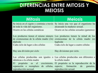 DIFERENCIAS ENTRE MITOSIS Y
MEIOSIS
Mitosis

Meiosis

Se inicia en el cigoto y continúa a través Se inicia una vez que el organismo ha
de toda la vida del organismo.
alcanzado la madurez sexual.
Ocurre en las células somáticas
Ocurre en las células sexuales (gametos)
Los productos tienen el mismo número
de cromosomas de la célula madre (2n)
diploide
Cada ciclo da lugar a dos células

Los productos tienen la mitad de los
cromosomas de la célula madre (n)
haploide
Cada ciclo da lugar a cuatro células

Hay una división por ciclo

Hay divisiones por ciclo.

Las células producidas son iguales o
idénticas a la célula madre
El propósito es el crecimiento,
reparación o reemplazo de células,
reproducción asexual.

Las células producidas son diferentes a
la célula madre
El propósito es la reproducción de la
especie;
formación
de
gametos,
reproducción sexual.

 