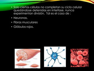 • Solo ciertas células no completan su ciclo celular
quedándose detenidas en interfase, nunca
experimentan división. Tal es el caso de :
• Neuronas,
• Fibras musculares
• Glóbulos rojos.

 