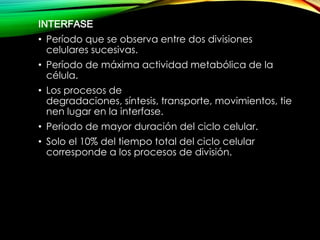 INTERFASE
• Período que se observa entre dos divisiones
celulares sucesivas.
• Período de máxima actividad metabólica de la
célula.
• Los procesos de
degradaciones, síntesis, transporte, movimientos, tie
nen lugar en la interfase.
• Periodo de mayor duración del ciclo celular.
• Solo el 10% del tiempo total del ciclo celular
corresponde a los procesos de división.

 